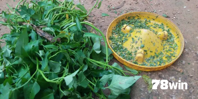 Cách vô mồi cho gà đá cựa sắt bằng rau xanh